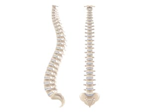 recognition of thoracic hypokyphosis and therapeutic implications - Sunset Chiropractic & Wellness Research Review
