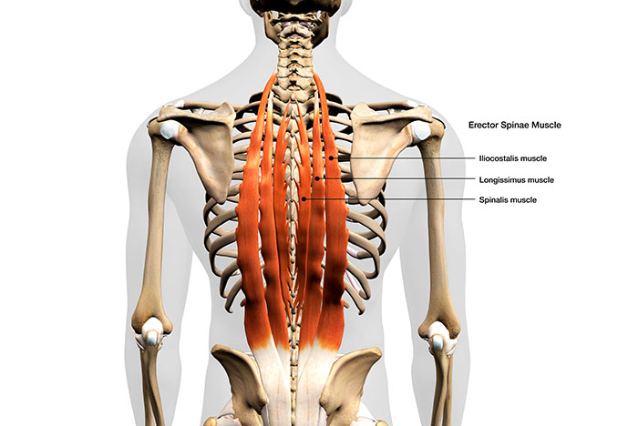 El cuello humano es parte del núcleo musculoesquelético: los músculos cervicales ayudan a estabilizar la pelvis al correr y saltar. Durante la locomoción, los músculos cervicales deben estar activos para estabilizar la cabeza a medida que el cuerpo acelera y desacelera.
