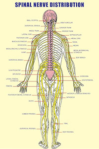 Sunset Chiropractic and Wellness. Neck Pain Symptoms, Causes, and Treatment. Once a treatment plan is developed the first step to rehabilitate a weakened spine is to apply our Flexibility and Hydration Procedures.